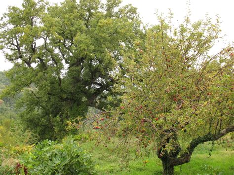 Oak and apple. Things To Know About Oak and apple. 